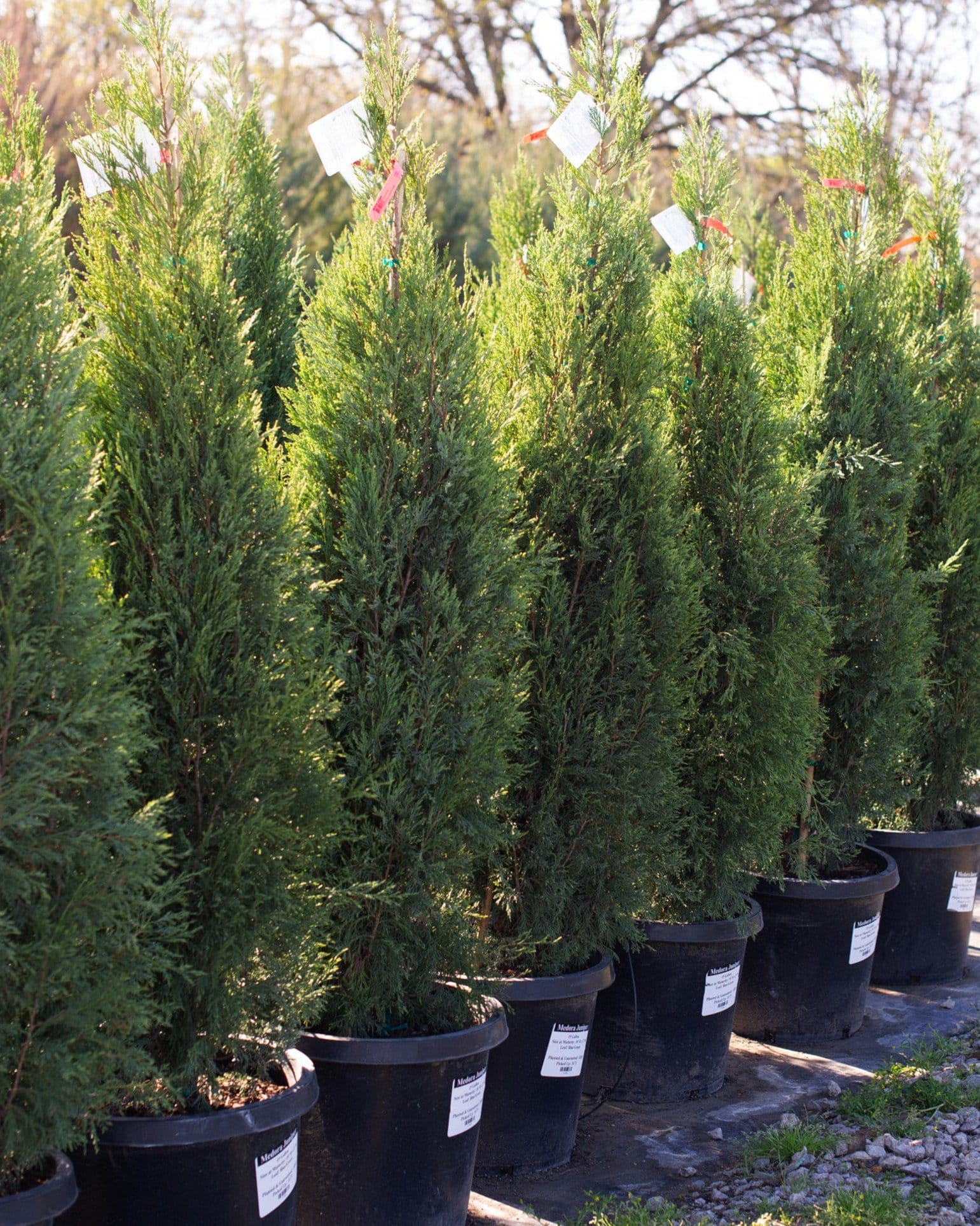 Medora Juniper