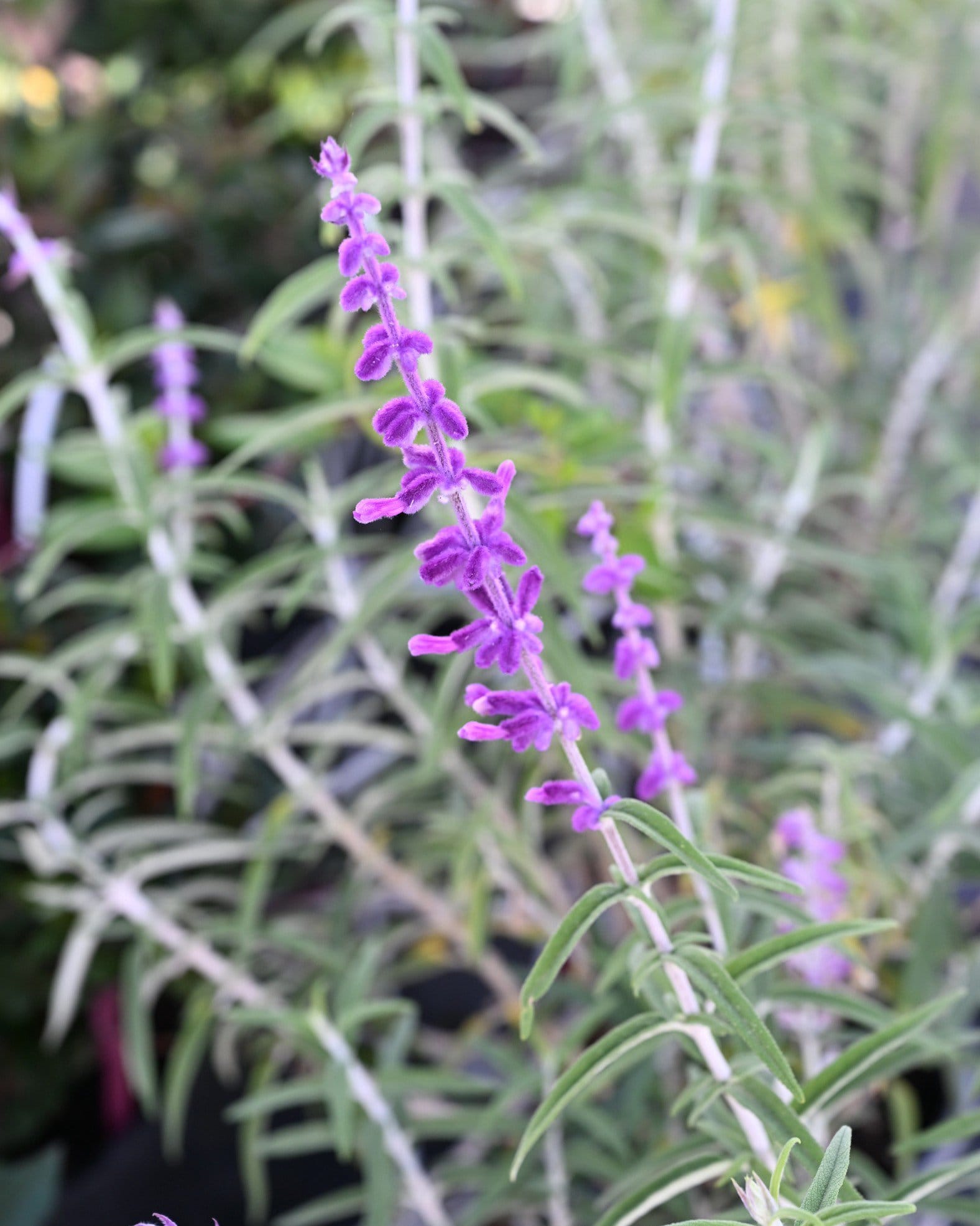 Mexican Bush Sage Santa Barbara