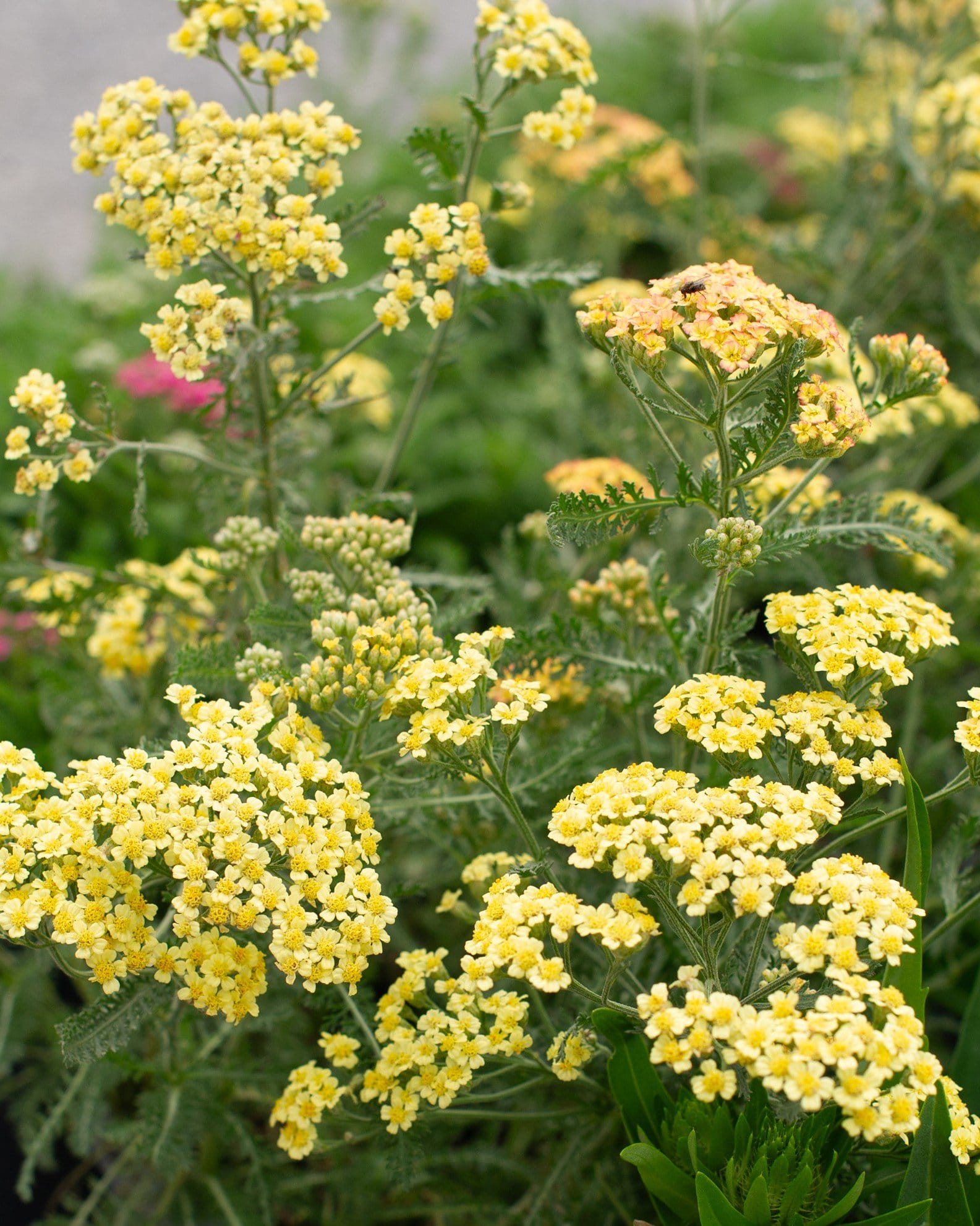 Milly Rock Yellow Yarrow