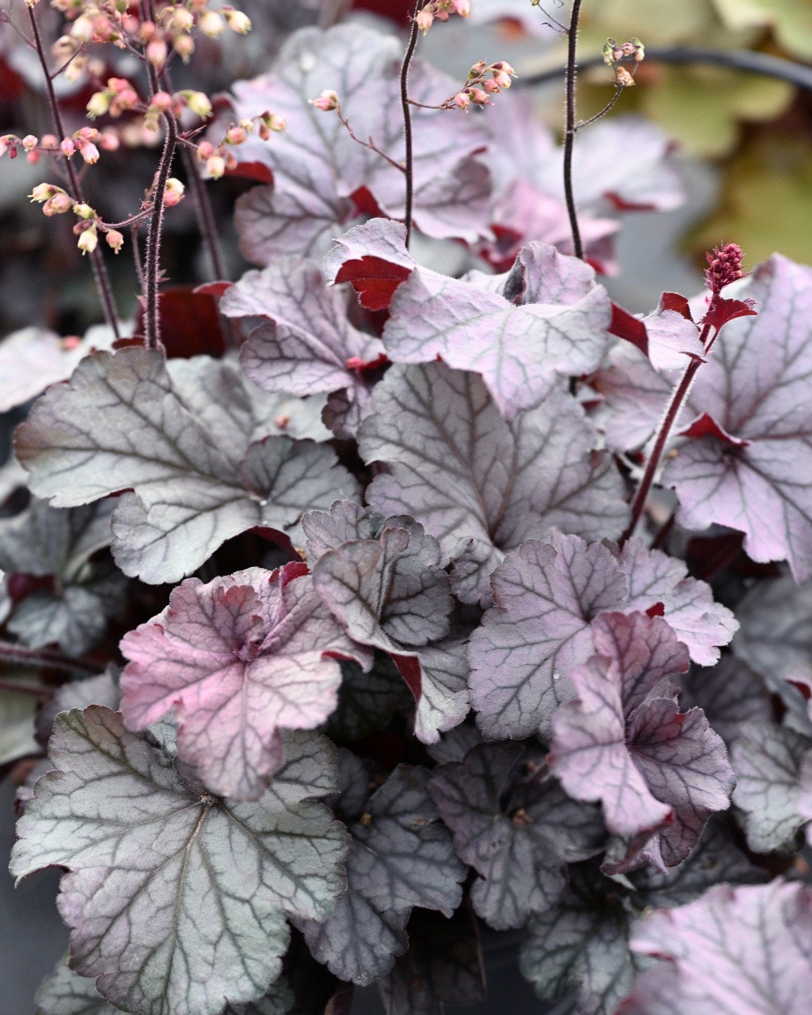 Northern Exposure Silver Heuchera - Main Image