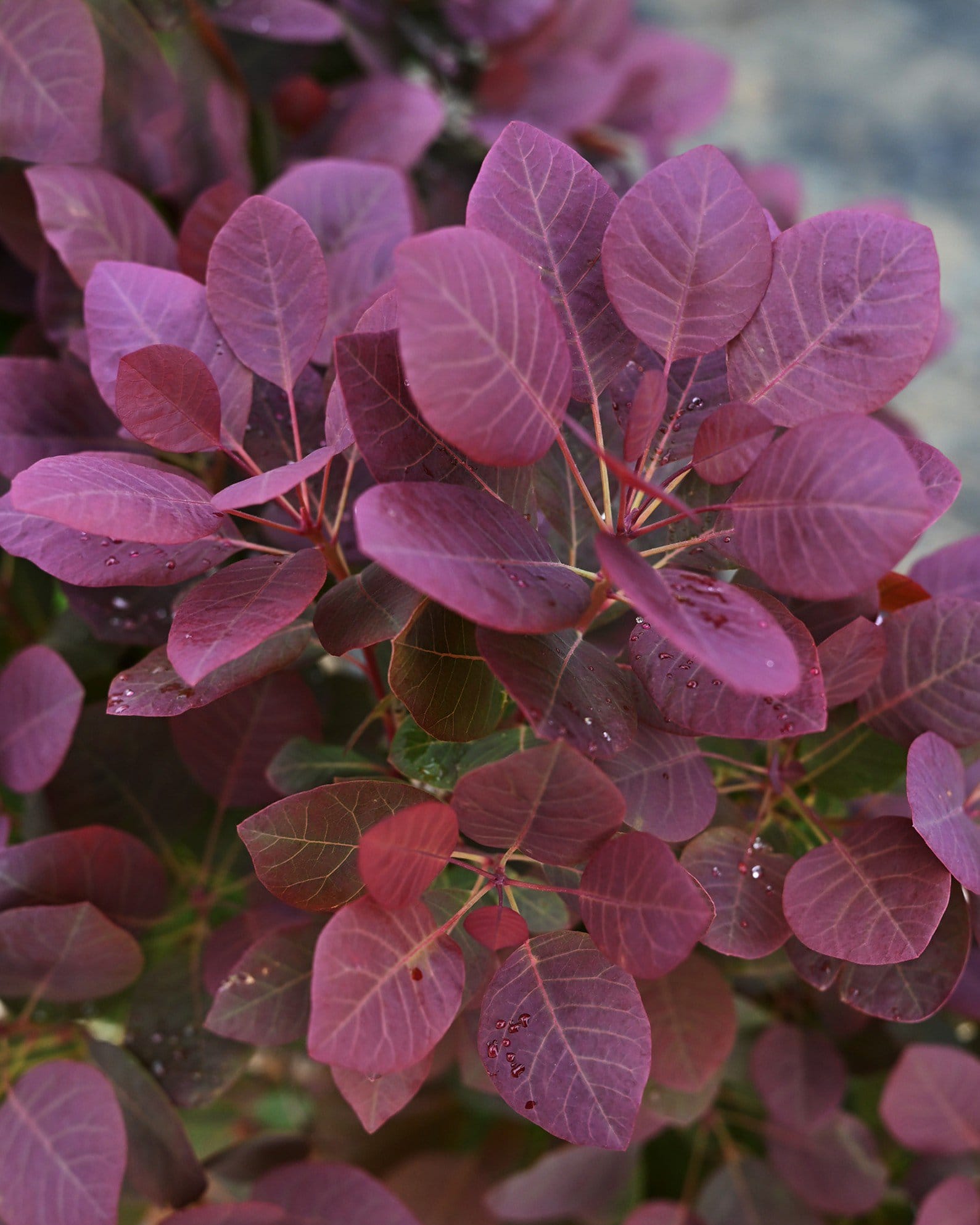 Pink Champagne Smoketree - Main Image