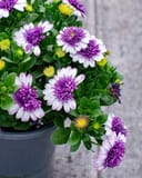 4D Violet Ice African Daisy with purple and white double flowers in a nursery container