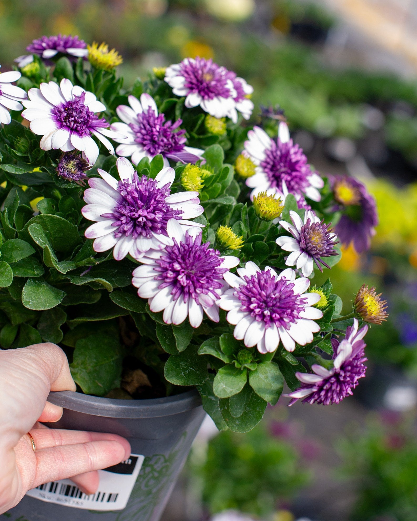4D Violet Ice African Daisy purple flowers 4D Violet Ice African Daisy with white and purple flowers in a nursery container