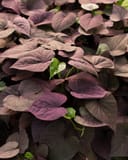 Ace of Spades Sweet Potato Vine with dense heart-shaped purple and burgundy foliage
