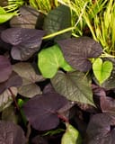 Ace of Spades Sweet Potato Vine with dark purple and green heart-shaped leaves