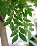 Allee Elm branch with lush green serrated leaves against a blurred nursery background
