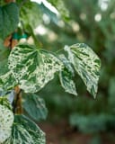 Alley Cat Redbud with green leaves heavily marked by creamy white variegation