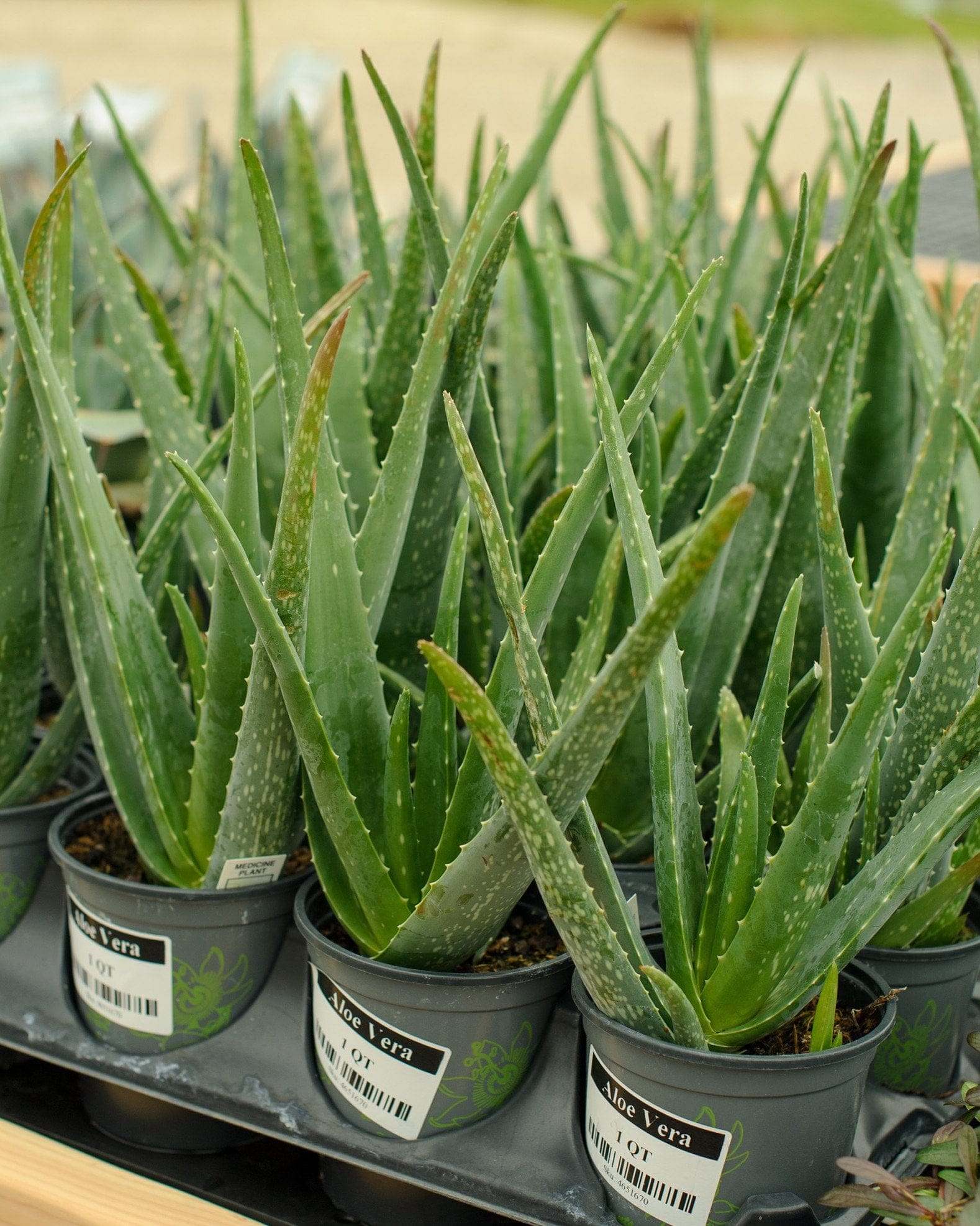 Aloe Vera spiky green leaves Aloe Vera plants with spiky green leaves in nursery containers