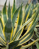 Americana Agave Opal with pointed green leaves edged in yellow in a nursery container