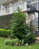 Ann Magnolia with dense green foliage planted beside a brick home and black spiral staircase