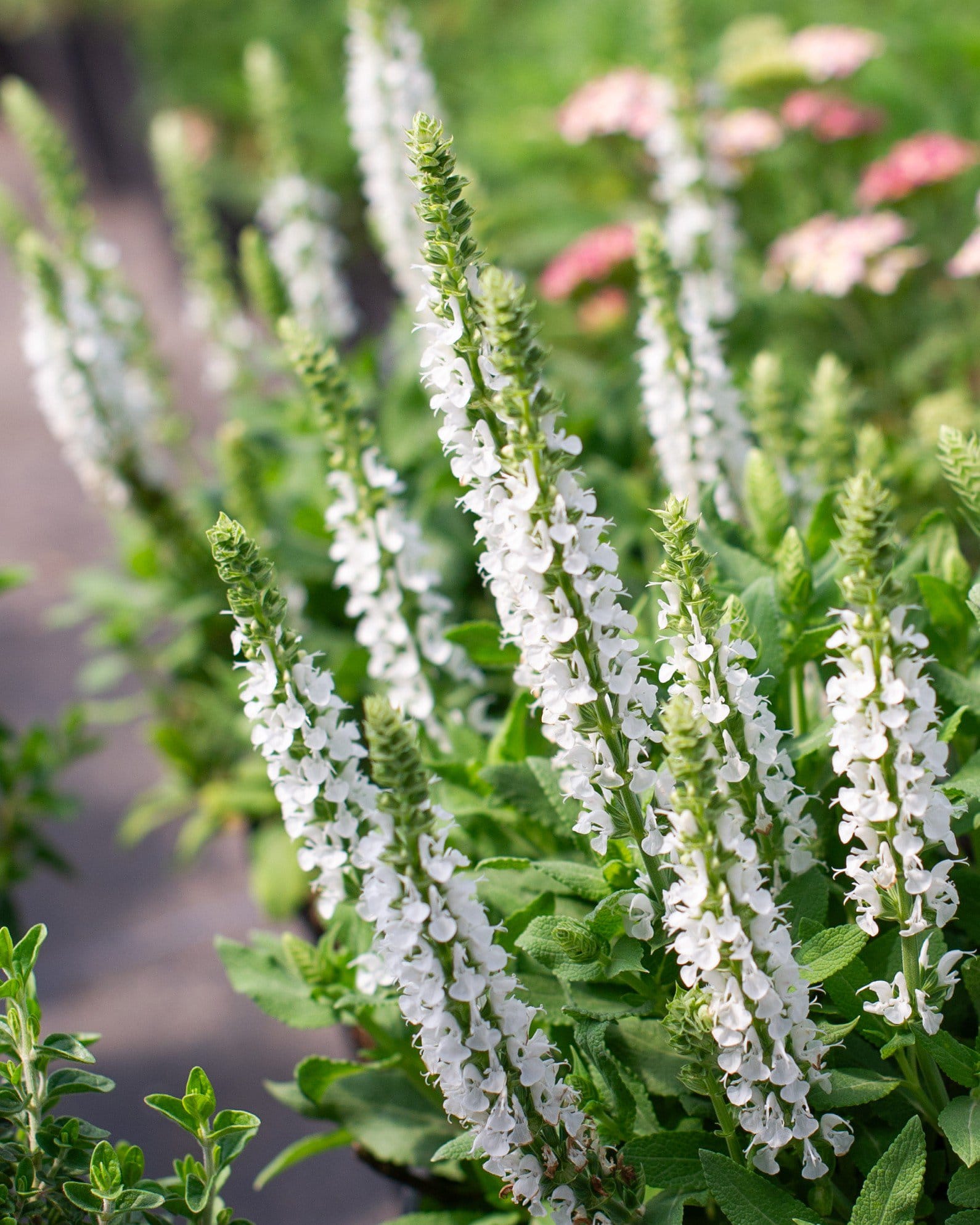 Apex White Meadow Salvia white flower spikes Apex White Meadow Salvia with tall spikes of white flowers and green foliage