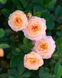 Apricot Drift Rose with clusters of soft peach double blooms among dark green foliage
