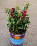 Archangel Ruby Sangria Angelonia with magenta flowers and green foliage in a colorful nursery container