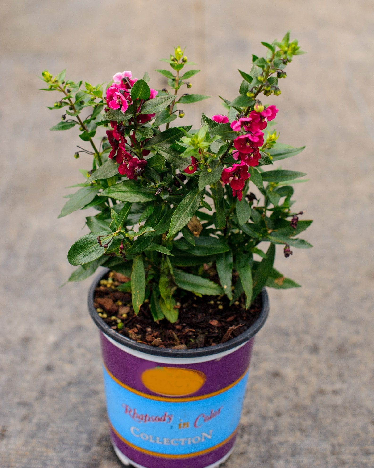 Archangel Ruby Sangria Angelonia magenta flowers Archangel Ruby Sangria Angelonia with magenta flowers and green foliage in a colorful nursery container