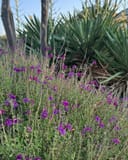Arctic Blaze Purple Salvia with vivid purple flowers beside spiky yucca plants in a landscaped bed
