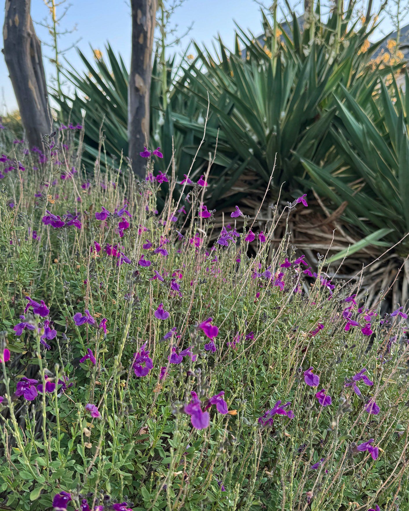 Arctic Blaze Purple Salvia purple flowers Arctic Blaze Purple Salvia with vivid purple flowers beside spiky yucca plants in a landscaped bed