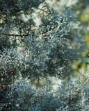 Arizona Cypress Carolina Sapphire with dense blue gray foliage and branching stems
