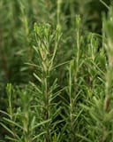 Arp Rosemary with upright stems and narrow green leaves in dense nursery foliage