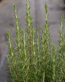 Arp Rosemary with upright stems and narrow green leaves against a muted background