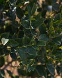 Arrow Point Holly with dense glossy green foliage and pointed leaves