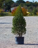 Arrow Point Holly with dense upright foliage in a nursery container on a gravel lot