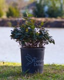 Asiatic Jasmine Snow-N-Summer with variegated green and white foliage in a nursery container