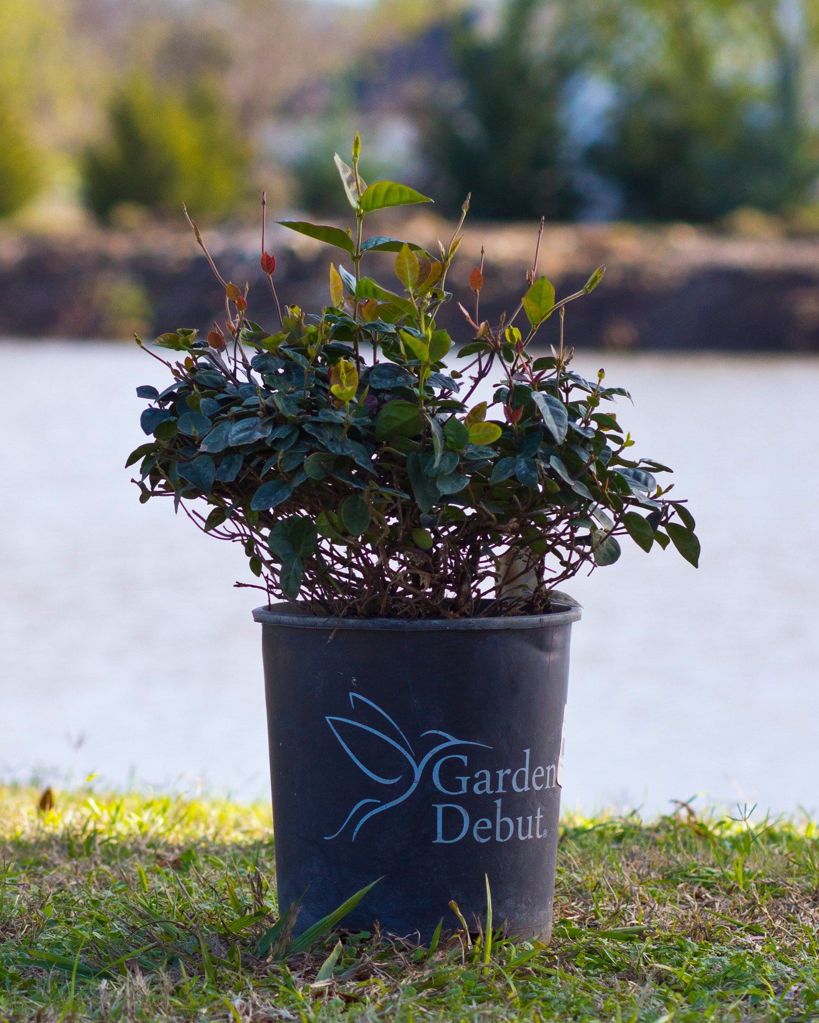 Asiatic Jasmine Snow-N-Summer Asiatic Jasmine Snow N Summer container foliage Asiatic Jasmine Snow-N-Summer with variegated green and white foliage in a nursery container