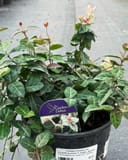Asiatic Jasmine Snow-N-Summer with variegated green and white foliage in a nursery container