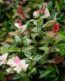 Asiatic Jasmine Snow-N-Summer with pink, white and green variegated leaves