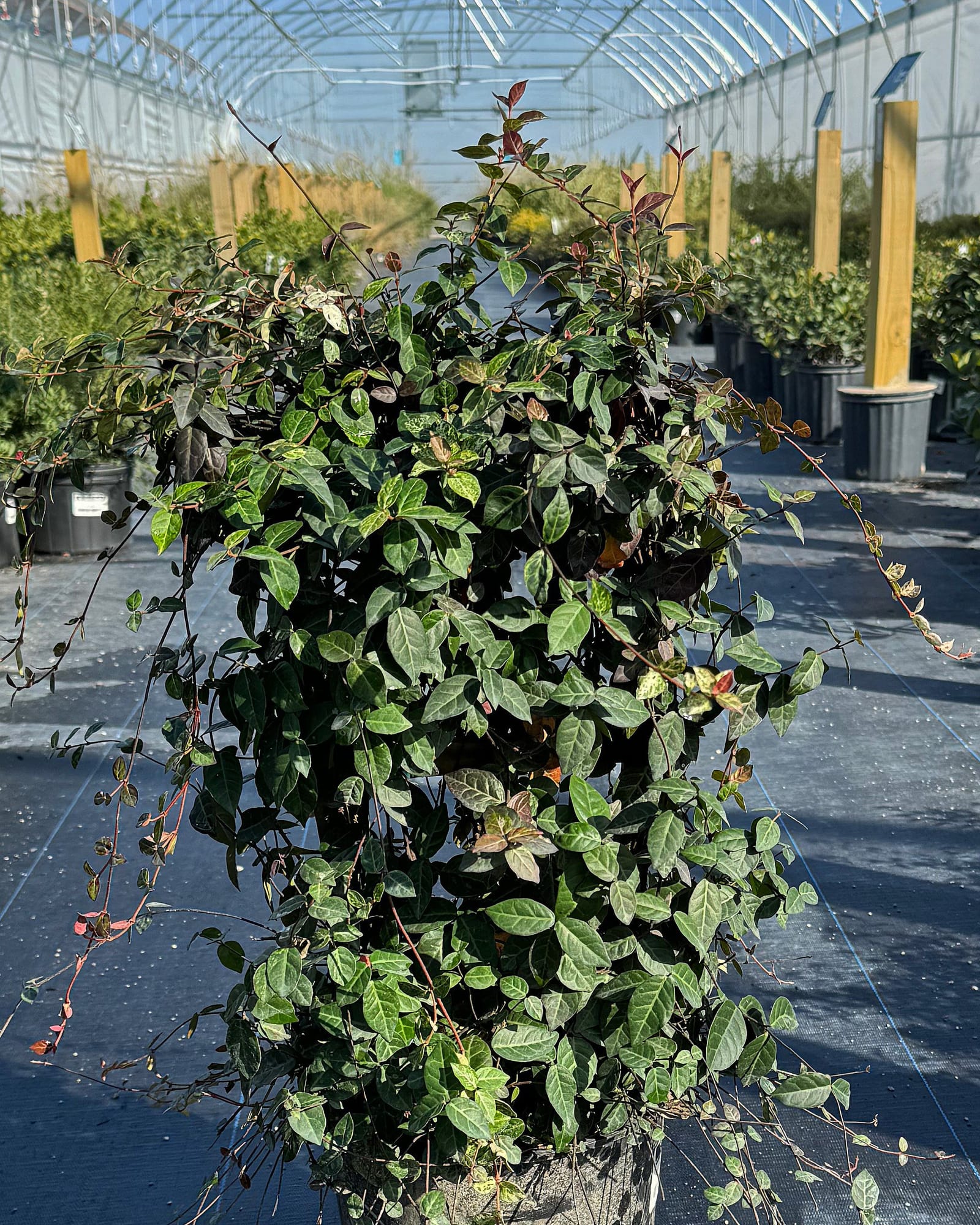 Asiatic Jasmine Snow-N-Summer Trellis Asiatic Jasmine Snow N Summer Trellis Asiatic Jasmine Snow-N-Summer Trellis with variegated green and white leaves in a nursery container