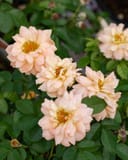 At Last Rose with clusters of pale peach double flowers and dark green foliage