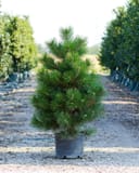 Austrian Pine with dense green needles in a container between nursery rows