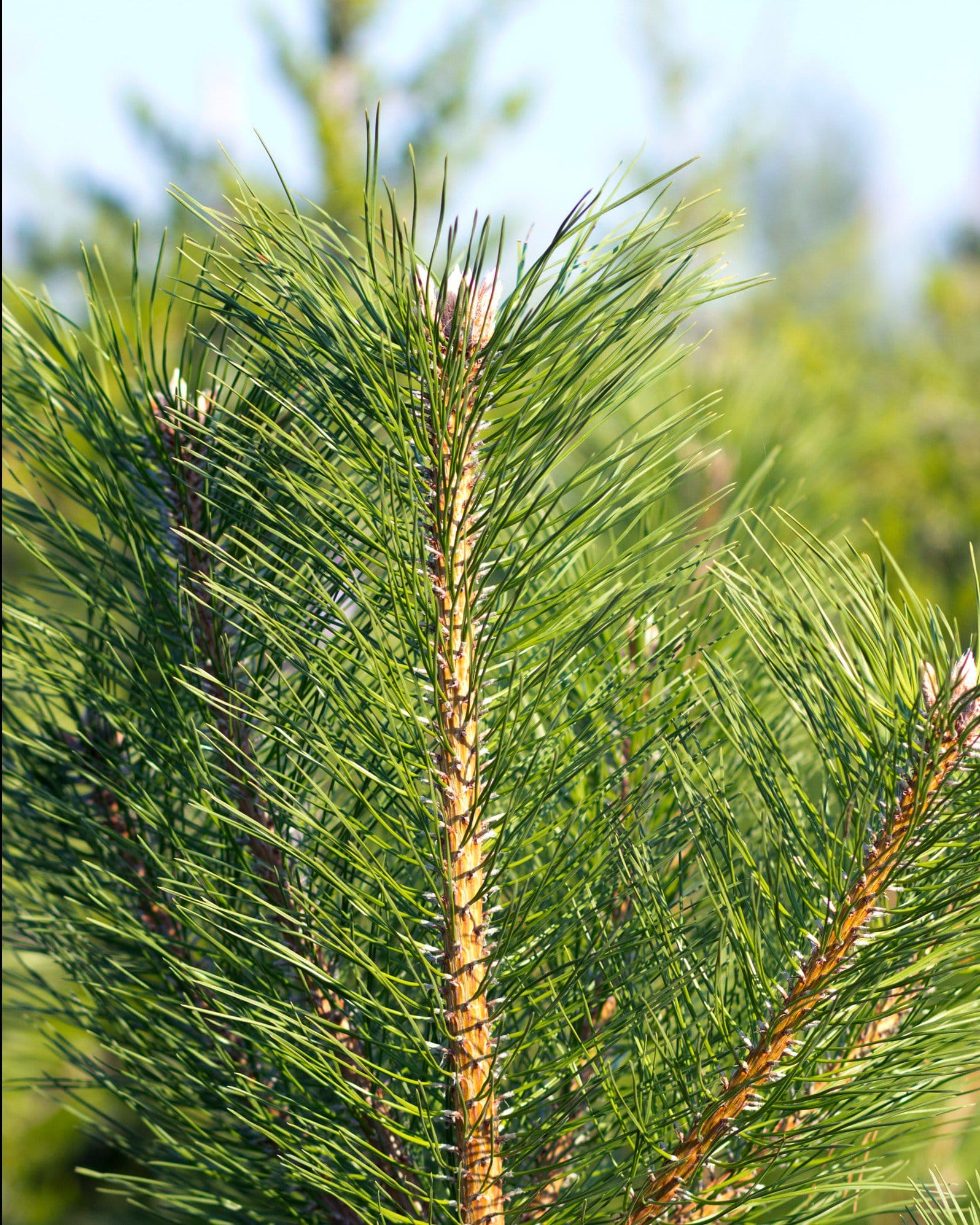 Austrian Pine - view 5