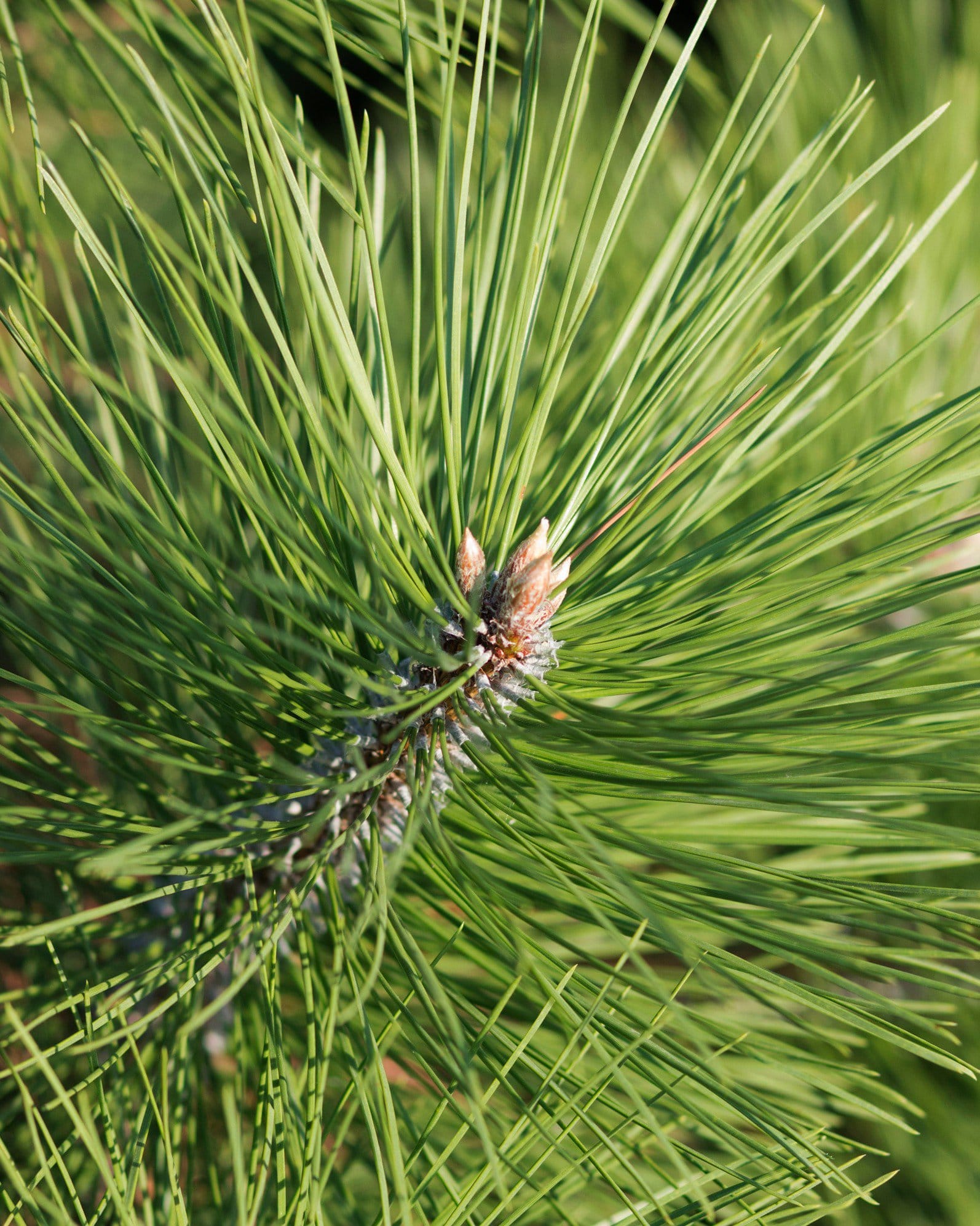 Austrian Pine - view 3
