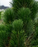 Austrian Pine Green Tower with dense upright dark green needles in a nursery field