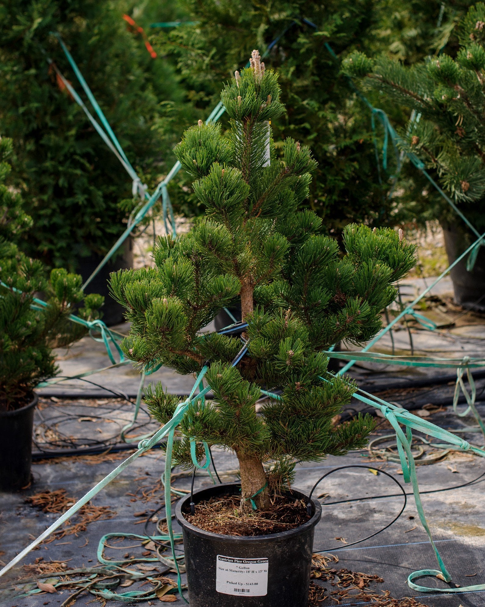 Austrian Pine Oregon Green container tree Austrian Pine Oregon Green in a black nursery container with dense green needles and tied branches
