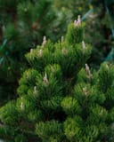 Austrian Pine Oregon Green with dense bright green needles and upright new growth