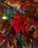 Autumn Blaze Maple with vivid red and bronze autumn leaves