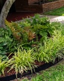 Autumn Fern Brilliance with copper and green fronds in a landscaped garden bed