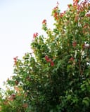 Autumn Flame Maple with dense green foliage and red-tipped leaves against a pale sky