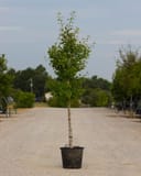 Autumn Gold Ginkgo in a container with upright form and green foliage at a nursery