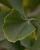 Autumn Gold Ginkgo fan-shaped green leaf with a softly yellow edge