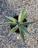 Azul Monterrey Agave with pointed blue-green leaves in a container on gravel