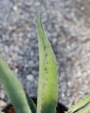 Azul Monterrey Agave with green pointed leaves and reddish marginal teeth in a container