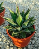 Baccarat Agave with dark green spiky leaves and pale yellow margins in a terracotta pot