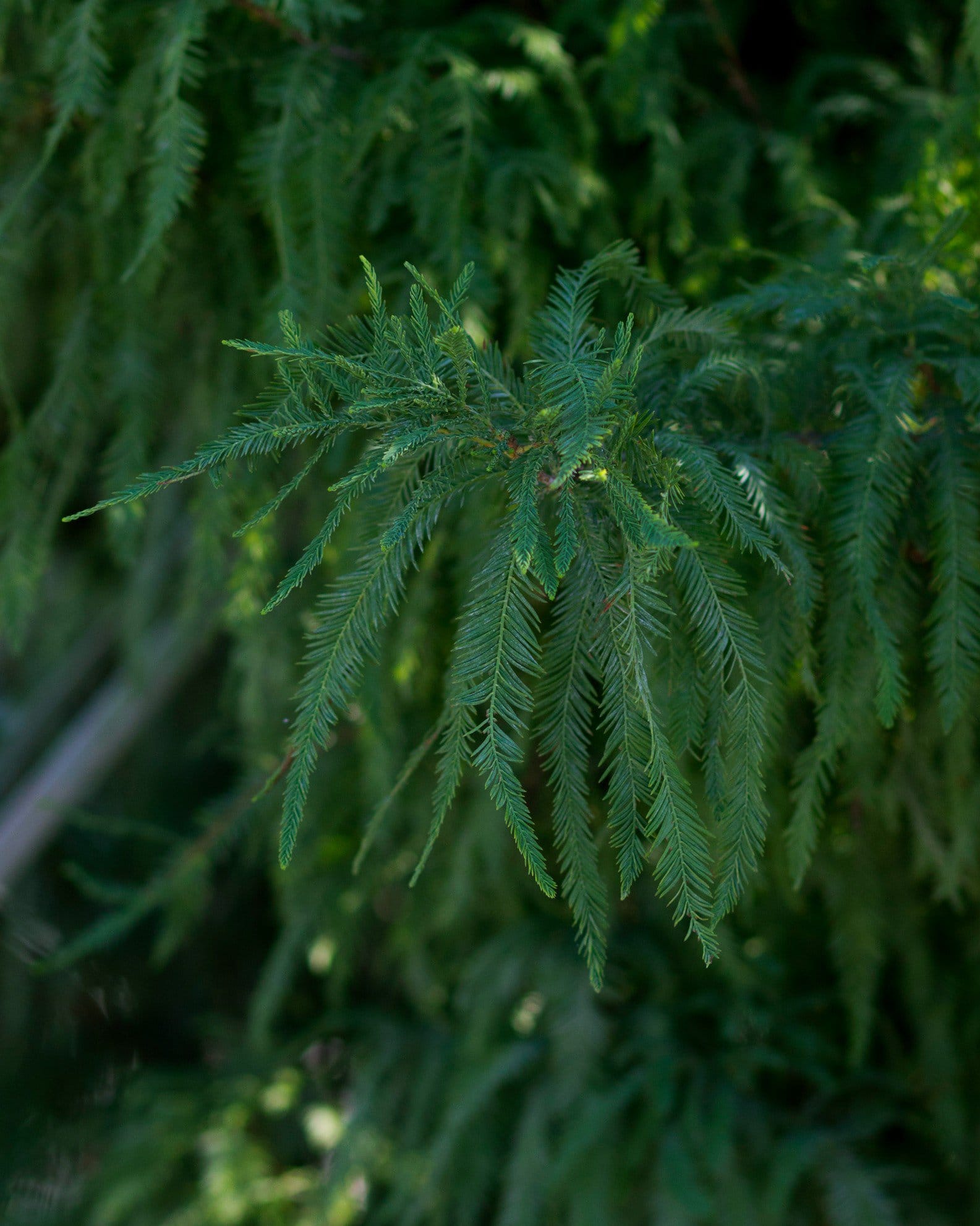 Bald Cypress Lindsey's Skyward feathery foliage Bald Cypress Lindsey's Skyward with soft, feathery green foliage