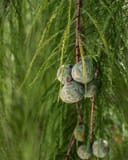 Bald Cypress branch with feathery green foliage and clustered round seed cones