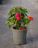 Bandana Cherry Sunrise Lantana with bright pink and yellow flower clusters in a nursery container