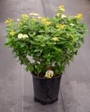Bandana Lemon Zest Lantana with yellow and white flower clusters in a nursery container