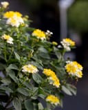 Bandana Lemon Zest Lantana with yellow and white flower clusters and dark green foliage